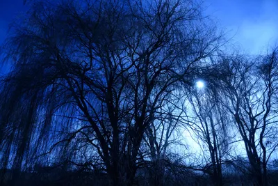 DSC_1015 (Large).JPG